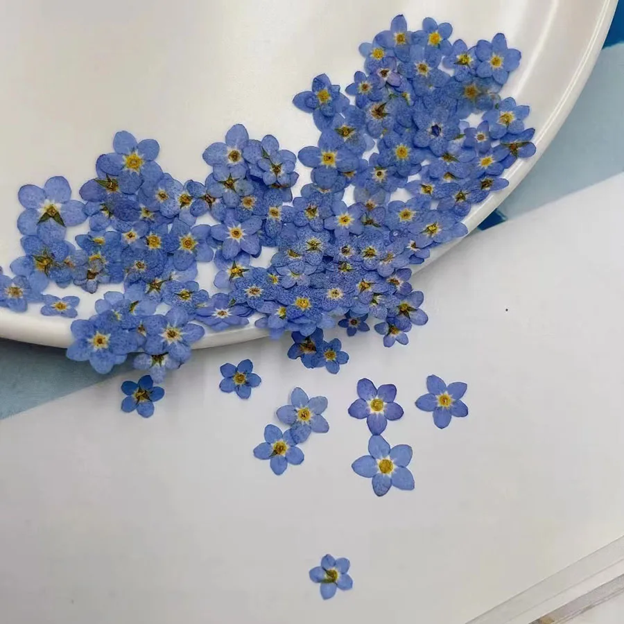 Nail Art Wedding - Natural Pressed Dried Blue Forgetmenot Flower