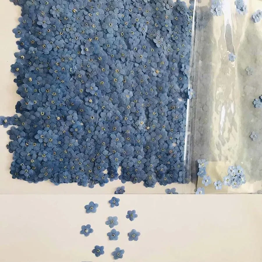 Natural Pressed Dried Blue For - Nail Art Wedding review and price