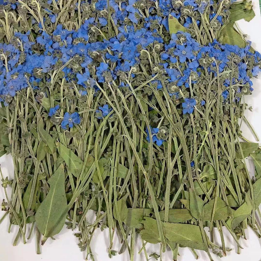 Natural Pressed Dried Blue For - Nail Art Wedding review and price